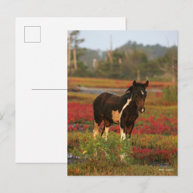 Chincoteague Foal Stehend in roten Blume Postkarte (Vorne/Hinten)