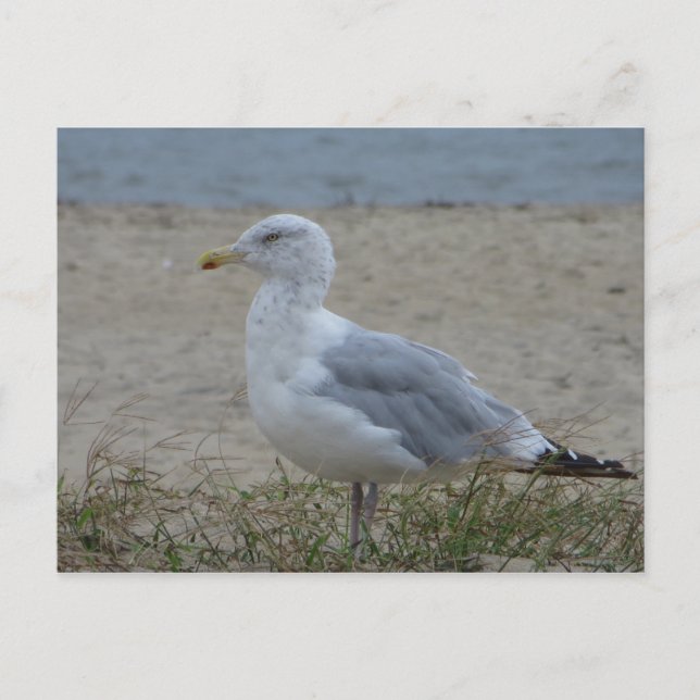 Chincoteague Gull Postkarte (Vorderseite)