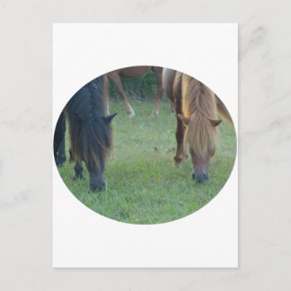 Chincoteague Island / Assateague Island pony Postkarte