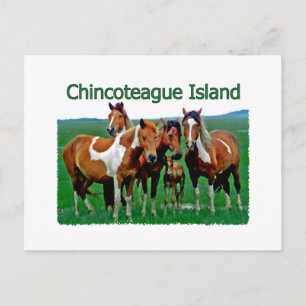 Chincoteague Island (Ponys) Postkarte