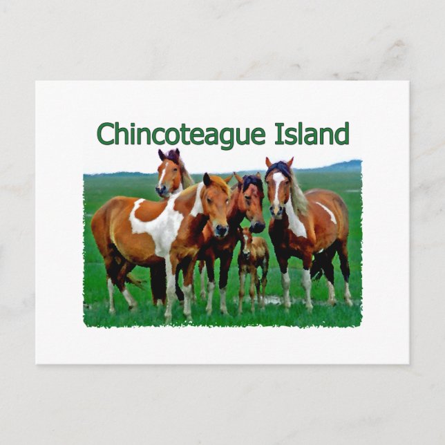 Chincoteague Island (Ponys) Postkarte (Vorderseite)