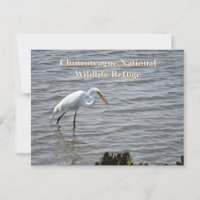 Chincoteague National Wildlife Great Heron Egret