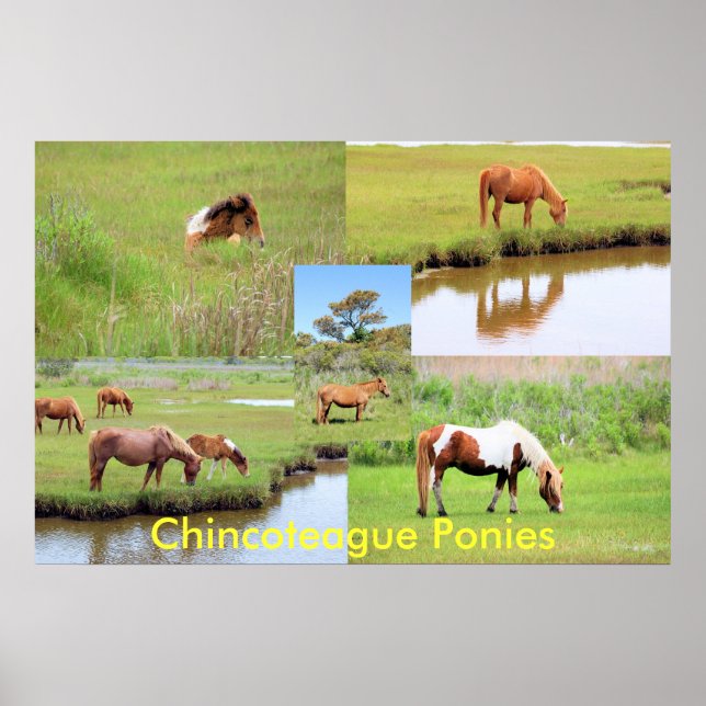 Chincoteague Ponies Collage Poster (Vorne)