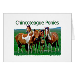 Chincoteague Ponies (Familie)