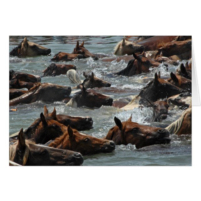 Chincoteague Pony-Schwimmen (Vorderseite (Horizontal))