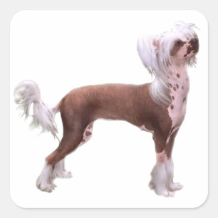 Chinese Crested Quadratischer Aufkleber