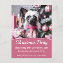 Chinese Crested Weihnachtsfeier