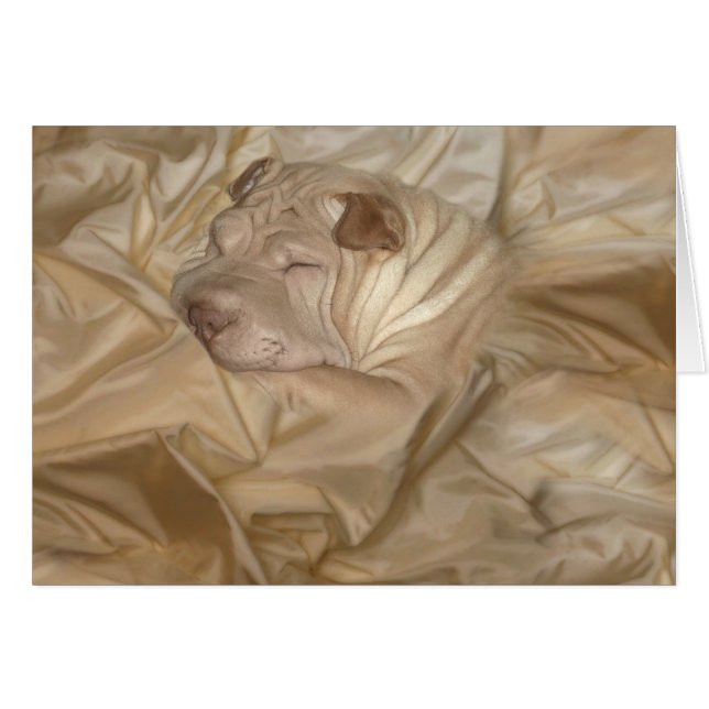 Chinese Shar Pei getarnt in den Falten (Vorderseite (Horizontal))