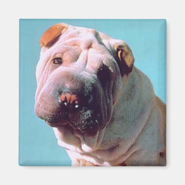Chinese Shar-Pei Magnet (Vorne)