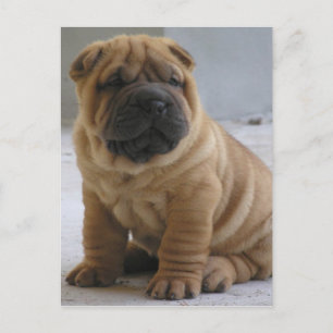 Chinese Shar Pei Postkarte