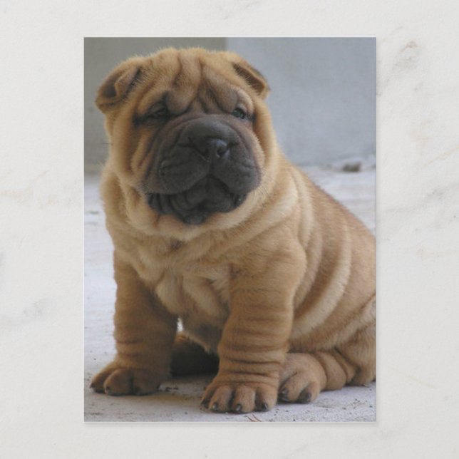 Chinese Shar Pei Postkarte (Vorderseite)