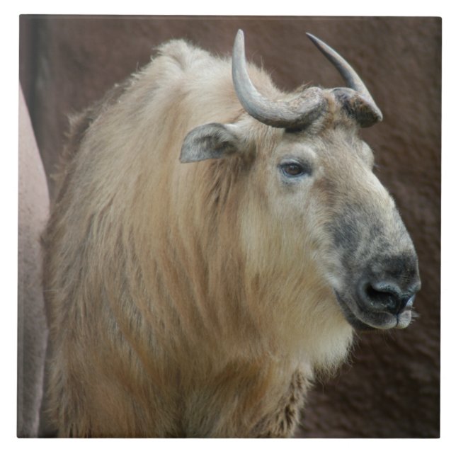 chinese-takin-5 fliese (Vorderseite)