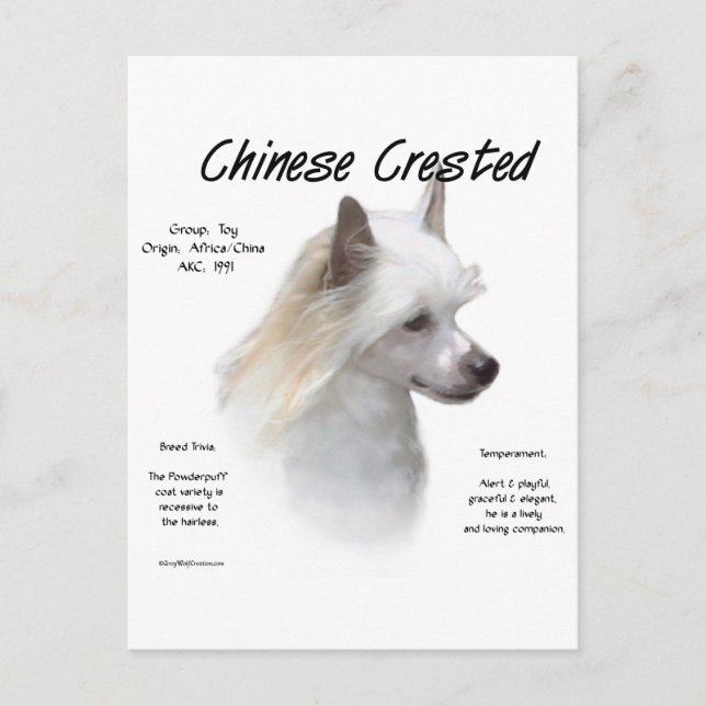 Chinesisch-Crested-History-Design Postkarte (Vorderseite)