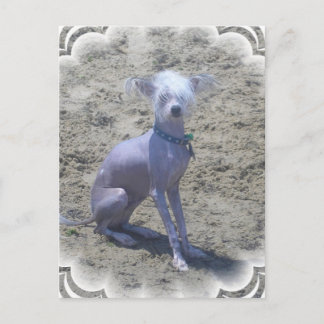 Chinesisch-Crested-Hund-Postkarte Postkarte