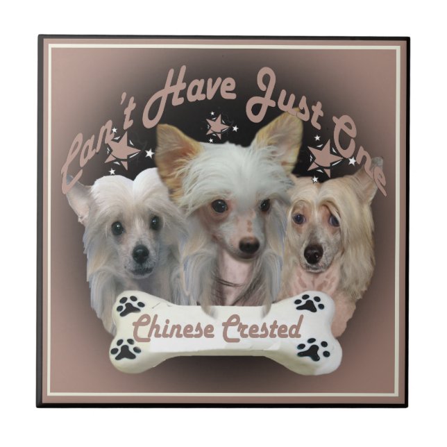 Chinesisch Crested kann nicht nur eine Fliese habe (Vorderseite)