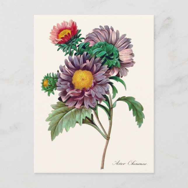 Chinesische Aster-Blume Postkarte (Vorderseite)