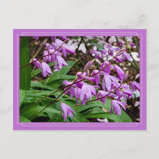 Chinesische Ground Orchid Postkarte (Vorderseite)