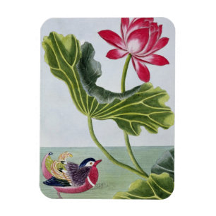 Chinesische rotes Wasser-Lilie, Volumen I, Platte Magnet