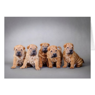 Chinesische Shar-Pei-Welpen