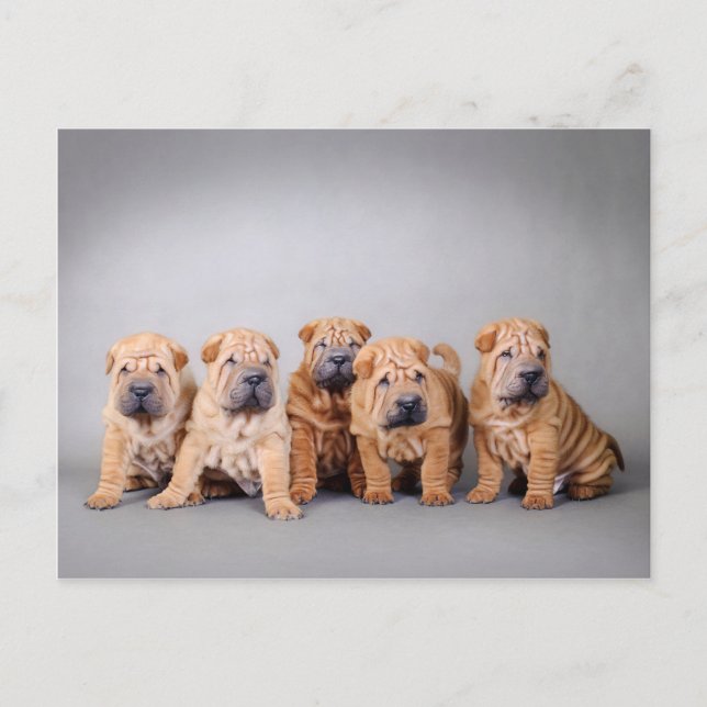 Chinesische Shar-Pei-Welpen Postkarte (Vorderseite)