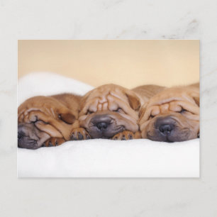 Chinesische Shar-Pei-Welpen Postkarte