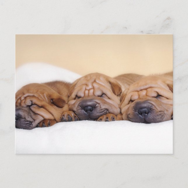 Chinesische Shar-Pei-Welpen Postkarte (Vorderseite)