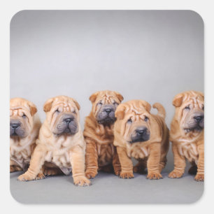 Chinesische Shar-Pei-Welpen Quadratischer Aufkleber