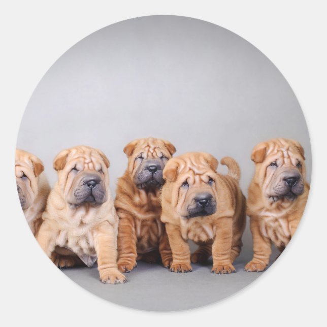 Chinesische Shar-Pei-Welpen Runder Aufkleber (Vorderseite)