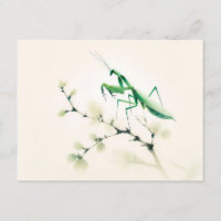 Chinesische Tintenmantis auf Ginkgo
