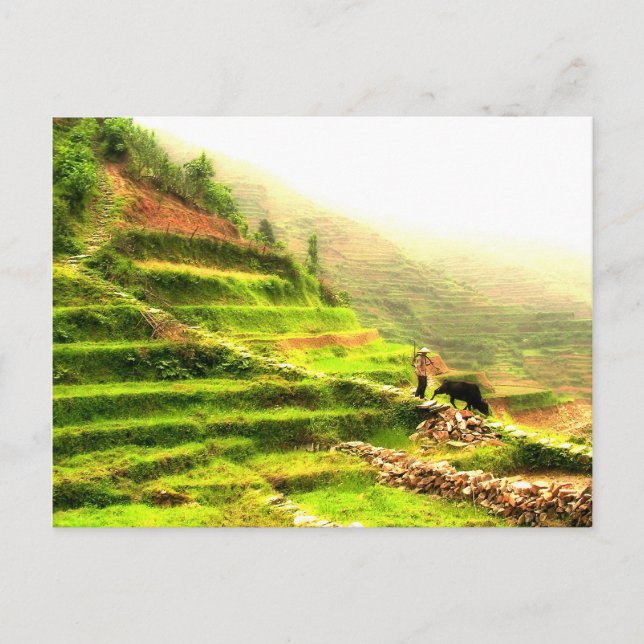 Chinesischer Bauer Postkarte (Vorderseite)