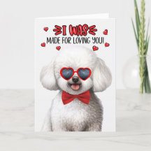 Chinesischer Bichon Frise Hund Liebe Sie Valentine