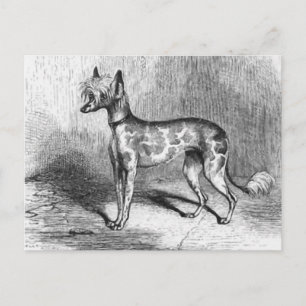 Chinesischer Cresta-Hund Vintage-Hund-Illustration Postkarte