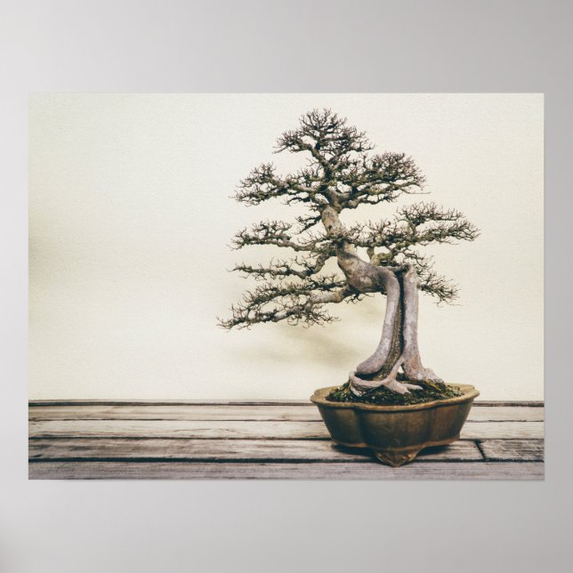 Chinesischer Elm Bonsai Tree im Winter Poster (Vorne)