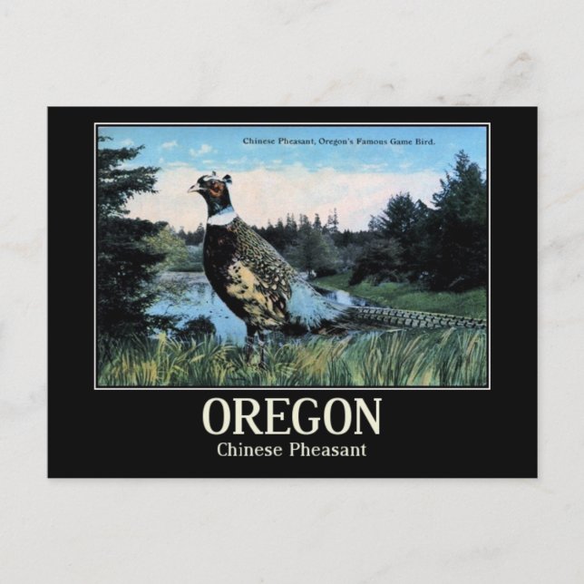 Chinesischer Fasant, Oregons Game Bird Postkarte (Vorderseite)