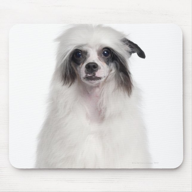Chinesischer Hund (7 Monate alt) Mousepad (Vorne)