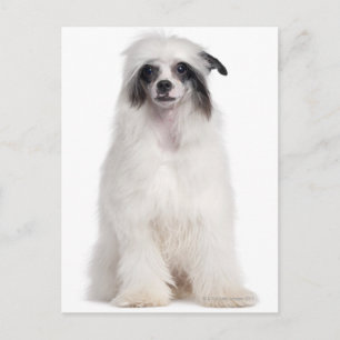 Chinesischer Hund (7 Monate alt) Postkarte