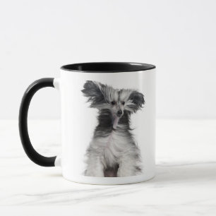 Chinesischer Hund mit Haube (15 Monate alte) im Tasse