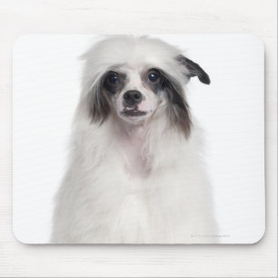 Chinesischer Hund mit Haube (7 Monate alte) Mousepad