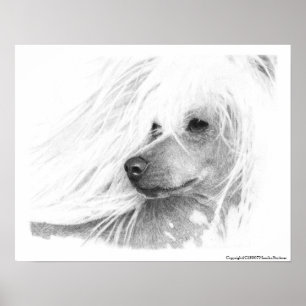 Chinesischer Hund mit Haube Poster