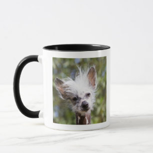 CHINESISCHER HUND MIT HAUBE (UNBEHAART) TASSE