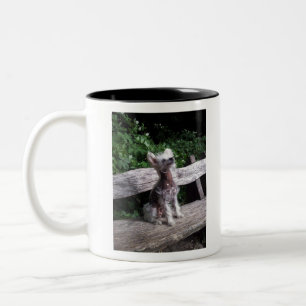 Chinesischer Hund mit Haube Zweifarbige Tasse