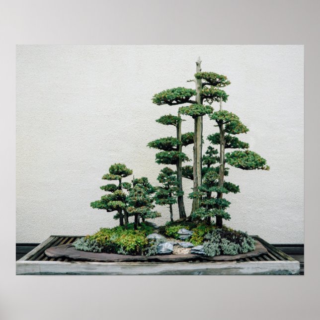 Chinesischer Juniper Bonsai Forest Poster (Vorne)
