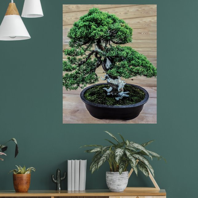 Chinesischer Juniper Bonsai Tree Poster (Wohnzimmer 1)