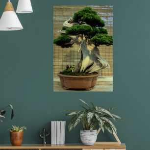 Chinesischer Juniper Bonsai Tree Poster