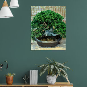Chinesischer Juniper Bonsai Tree Poster