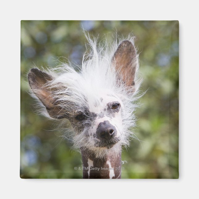 CHINESISCHER KRESTIERTER HUND (HAIRLESS) MAGNET (Vorne)