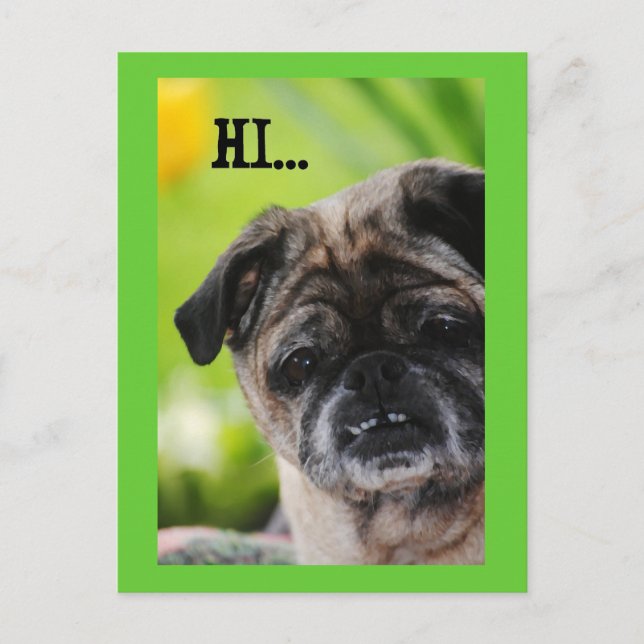 Chinesischer Mops Hund Hi Postcard Postkarte (Vorderseite)
