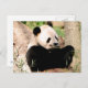 Chinesischer Panda Postkarte (Vorne/Hinten)