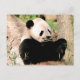 Chinesischer Panda Postkarte (Vorderseite)