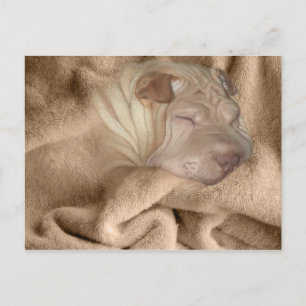 Chinesischer Shar Pei Camouflage, wrinkle Hiding S Postkarte